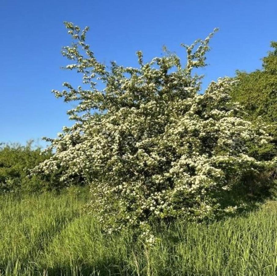 Ferienwohnung Classen Eifel Schleiden Bagian luar foto